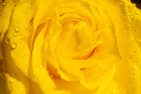 Yellow Rose Flower Drops Water Background Macro Photography Hight Quality — ストック写真