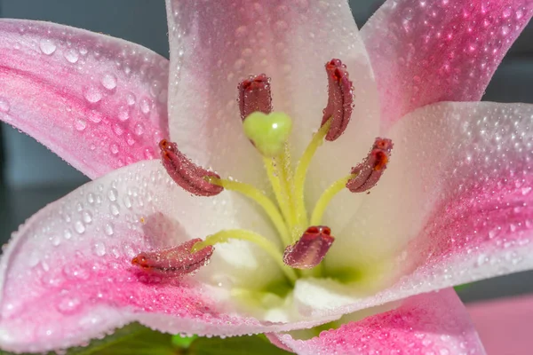 Розовый Цветок Лили Капельками Воды Макро Закрой Высокое Качество Фото — стоковое фото