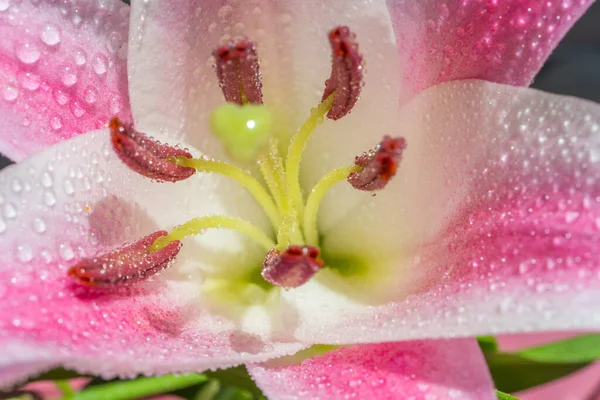 Розовый Цветок Лили Капельками Воды Макро Закрой Высокое Качество Фото — стоковое фото