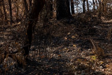Drought in a forest. Dry summer in france with a high risk of a forest fire. High quality photo