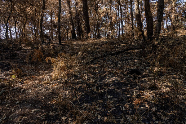 Drought in a forest. Dry summer in france with a high risk of a forest fire. High quality photo