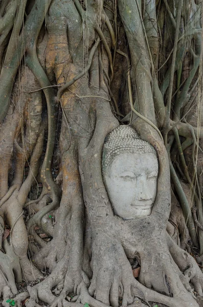 Buda heykelinin ağaca, ayutthaya, Tayland roots