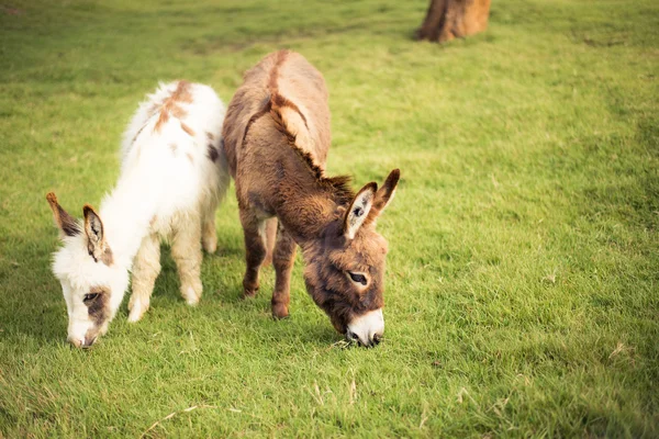 Horse eating grass — Stock Photo, Image