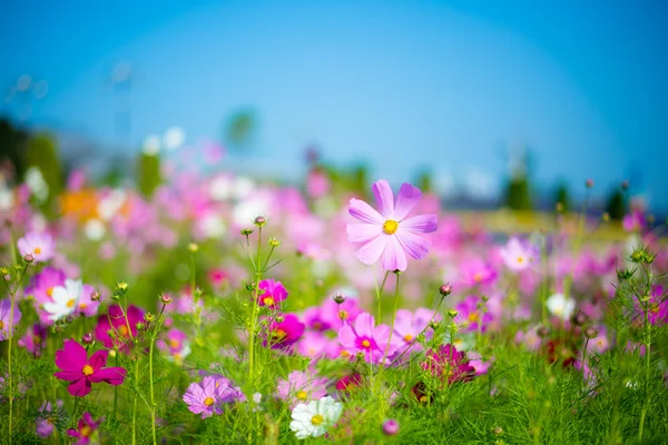 野生のコスモス畑fält av blommor för vilda kosmos ロイヤリティフリーのストック写真