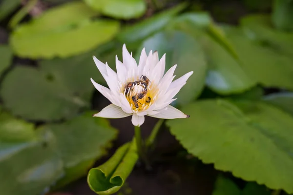 fazla arı ile güzel lotus.