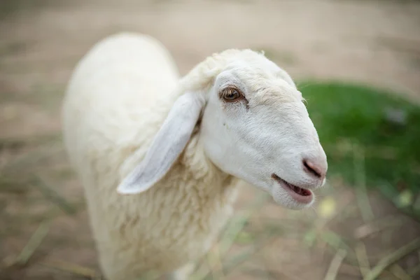 あなたを見ている白い羊の顔 ロイヤリティフリーのストック画像