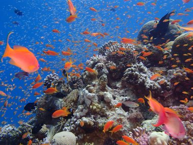 Eilat - Kızıl deniz mercan
