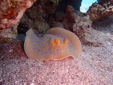 Eilat - Kızıl deniz mercan - stingray taeniura lymma