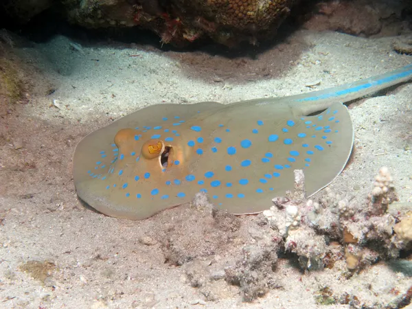 Eilat - Red sea coral reef - stingray Taeniura lymma — Stock Photo, Image