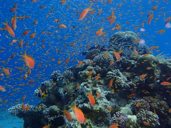 Eilat - Arrecife de coral del mar Rojo —  Fotos de Stock