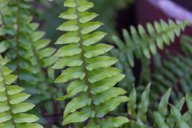 eğreltiotu yaprağı detayı - makro