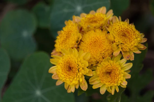 Detalle Ramo Flores Silvestres Amarillo Primer Plano —  Fotos de Stock