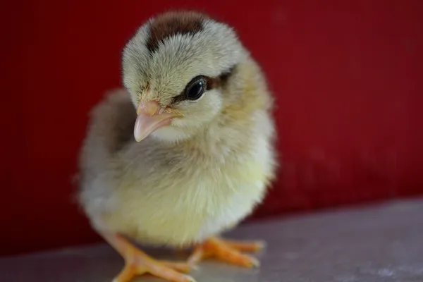 Chicken — Stock Photo, Image