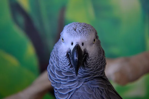 African Grey Parrot — Stock Photo, Image