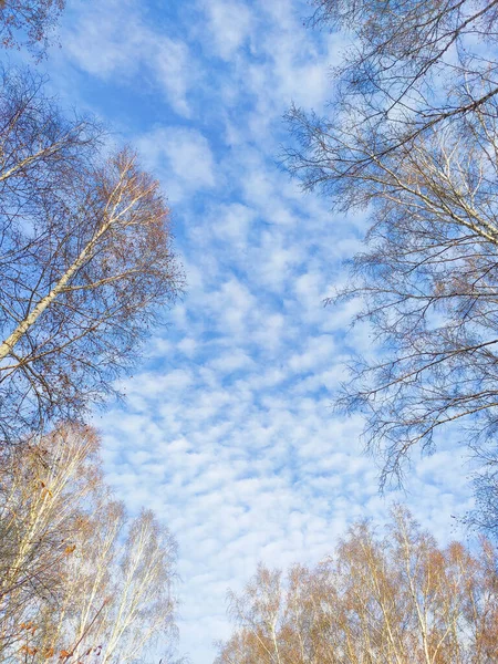 Céu azul com nuvens e galhos de árvores no outono — Fotografia de Stock