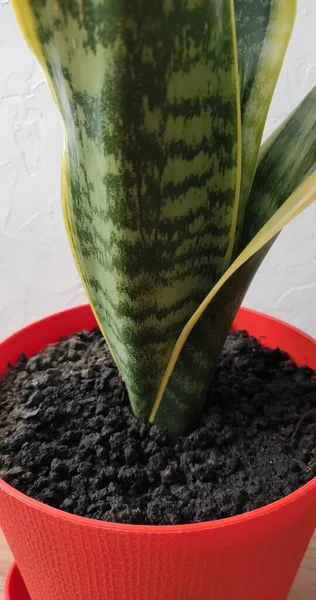 Kapalı bir kaptaki güzel çiçek sansevieria 'sı