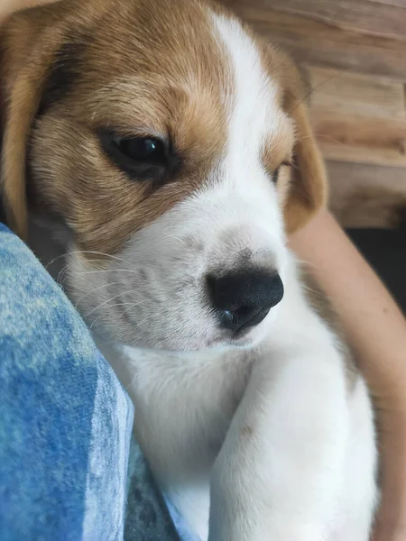 Kleiner Welpe in meinen Armen, Beagle-Haustier — Stockfoto