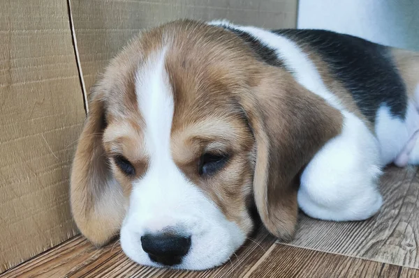 Aranyos beagle kiskutya feküdt a földön — Stock Fotó