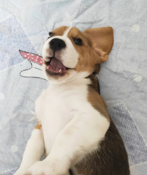 Pequeño y lindo perrito beagle jugando en casa — Foto de Stock