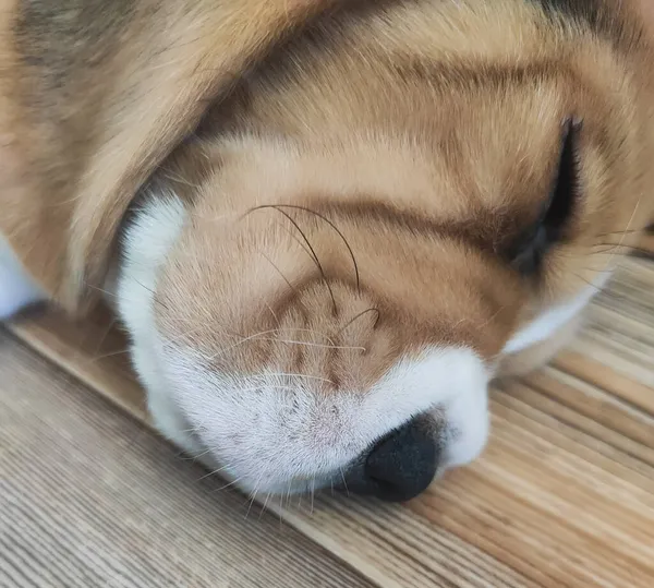 Malé beagle štěně spí, domácí mazlíček odpočívá doma — Stock fotografie
