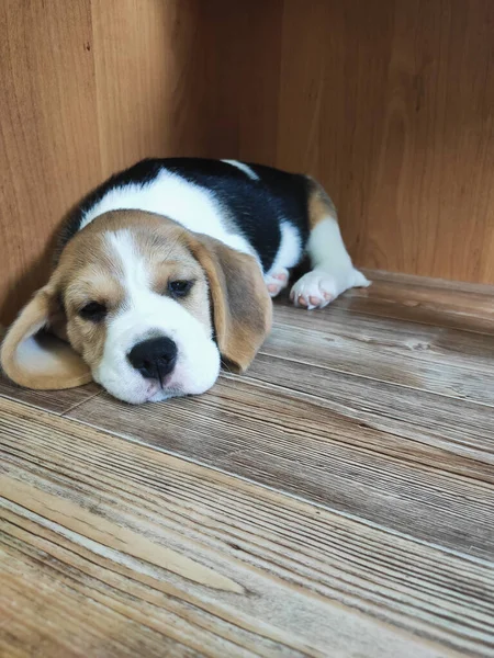 Bonito beagle filhote de cachorro deitado no chão — Fotografia de Stock