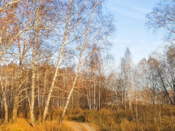 Осінній березовий ліс, покритий жовтим листям — стокове фото