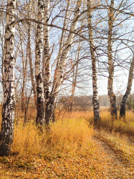 Bosque de abedul de otoño cubierto de follaje amarillo —  Fotos de Stock