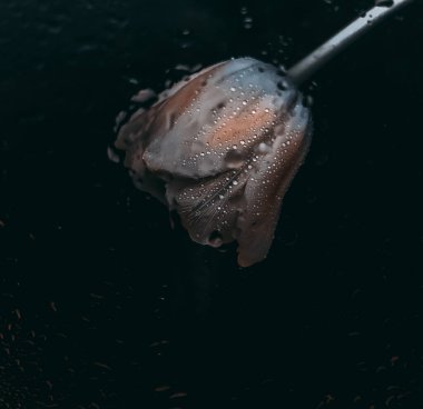 Bardağın arkasında damlaları olan güzel lale çiçeği