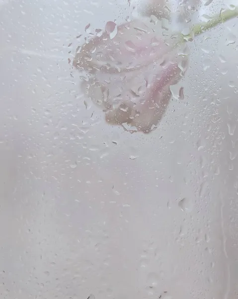 Beautiful tulip flower behind glass with drops — Stock Photo, Image