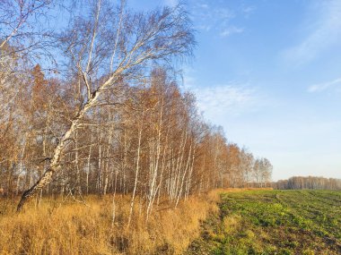 Sonbahar huş ağaçları sarı yapraklarla kaplı.