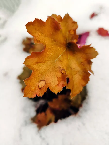 雪落在植物的叶子上 — 图库照片