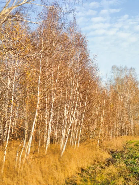 Осінній березовий ліс, покритий жовтим листям — стокове фото