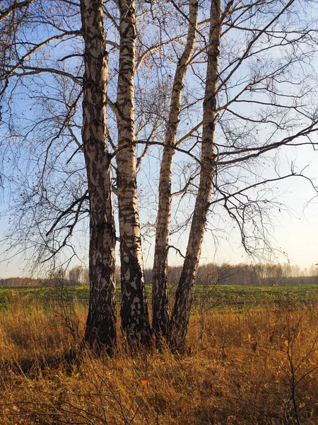 Bosque de abedul de otoño cubierto de follaje amarillo —  Fotos de Stock