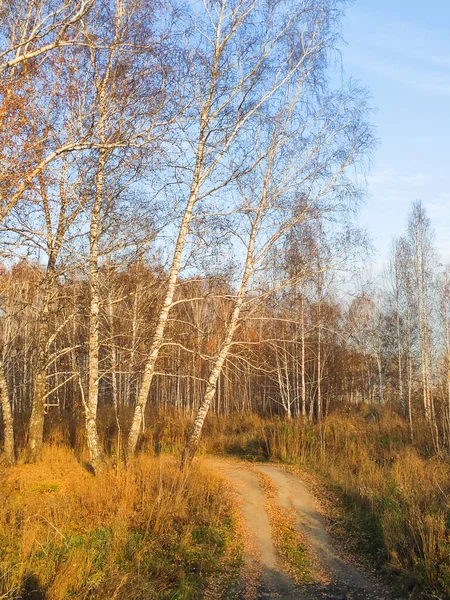 Осінній березовий ліс, покритий жовтим листям — стокове фото