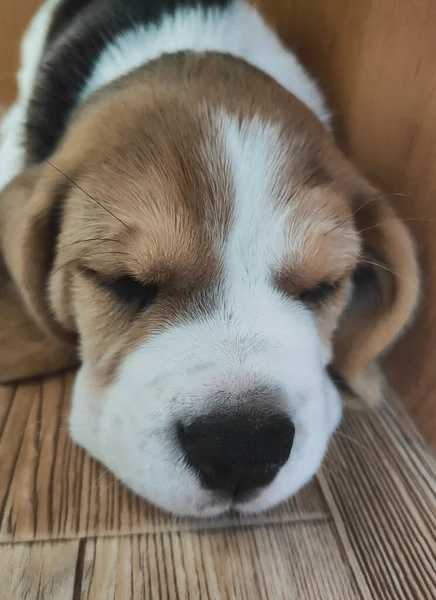 Pieni beagle pentu nukkuu, lemmikki lepää kotona — kuvapankkivalokuva