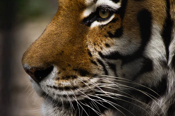 Mooi gezicht van een tijger close-up in profiel — Stockfoto