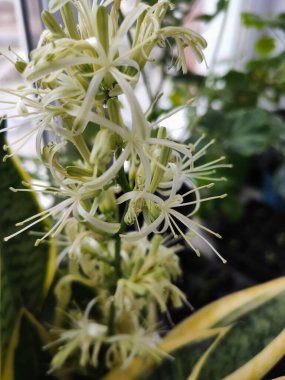 Kapalı alandaki güzel bitkiler, turna kuyruğu çiçekleri.