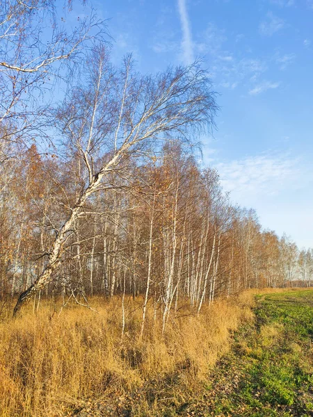 Осінній березовий ліс, покритий жовтим листям — стокове фото