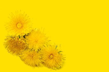 Sarı arka planda beş çiçek açan sarı karahindiba. Tasarım ögesi, kapak, kartpostal olarak kullanılabilir