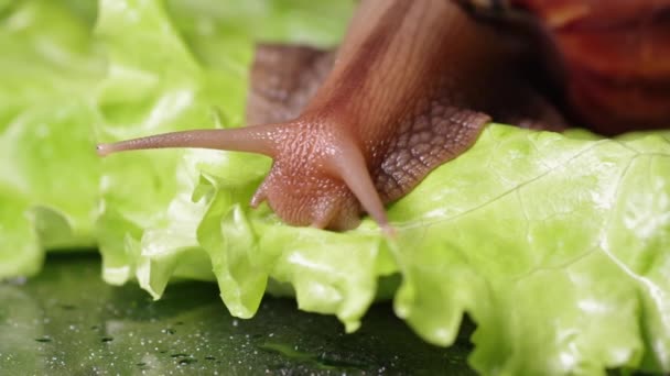 Escargot Achatina géant rampant sur une feuille de laitue verte, gros plan, foyer sélectif. Escargot dans la nature. Alimentation des escargots — Video