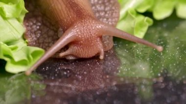 Dev Achatina salyangozu ıslak bir yüzeyde sürünüyor, içme suyu, salyangoz yansıması, yakın çekim, seçici odaklanma. Salyangoz bir evcil hayvan. Salyangoz yemi