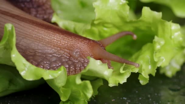 Giant Achatina slimák plazí na zeleném listě salátu, zblízka, selektivní zaměření, Full HD. Šnečí snídaně. — Stock video