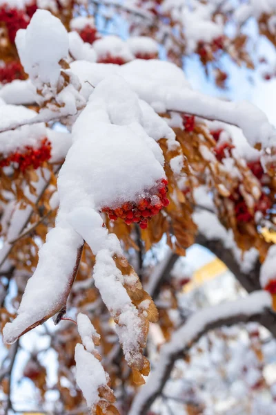 Zimní Zamrzlé Červené Bobule Ještě Nespadlé Žluté Listy Pod Prvním — Stock fotografie