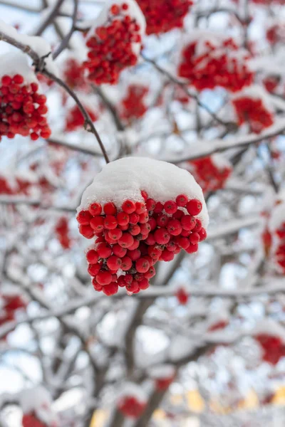 Winter Gefrorene Rote Vogelbeeren Unter Dem Ersten Schnee Vertikaler Rahmen — Stockfoto