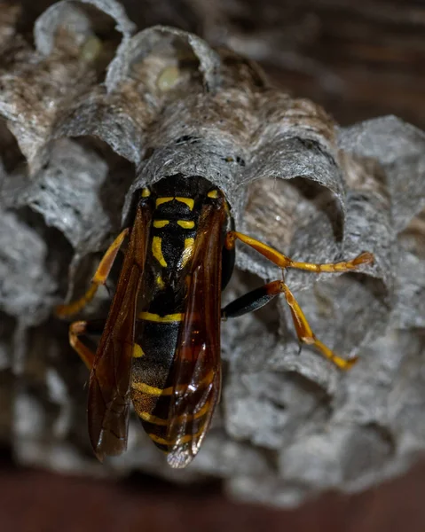 The European wasp builds a nest to create a new colony. A paper wasp climbed into a cell of an aspen nest, vertical frame — Stock Photo, Image