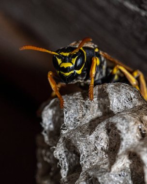 Avrupa eşekarısı yeni bir koloni kurmak için bir yuva inşa eder. Aspen yuvası kağıttan bir eşekarısı. Vahşi kağıt eşekarısı yuva yapıyor