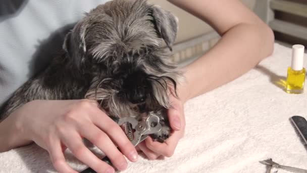 Le mani delle donne fanno una manicure a un cane, tagliando gli artigli dei cani con tronchesi. Concetto di cura degli animali. Manicure per animali domestici — Video Stock
