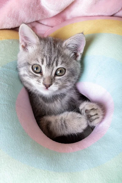 Pequeño gatito curioso en una cama de pastel de arco iris. Retrato de un gatito con patas. Lindo gatito rayado en una almohada. Gatito recién nacido — Foto de Stock