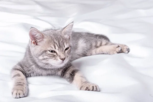 Pequeño Gris Lindo Arrastra Una Manta Blanca Concepto Adorables Mascotas — Foto de Stock