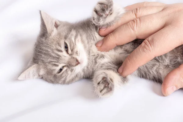 Mały kotek leży na białym łóżku, męskie dłonie głaskają brzuszek kociąt, zbliżenie. Właściciel i jego zwierzak. — Zdjęcie stockowe
